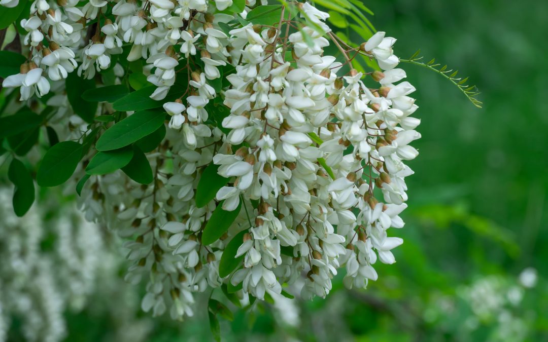 Acacia